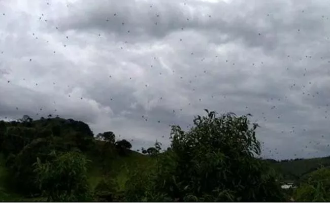 hundreds of spiders raining in Brazilian town - Sakshi