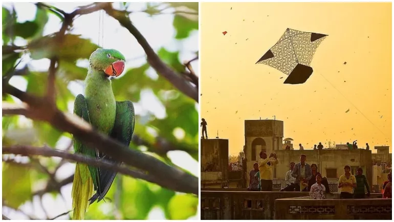 Parrot Killed By The String Of A Kite - Sakshi