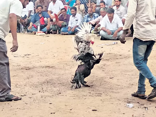 Up to Rs 2500 crore betting on Cock Fights in the State - Sakshi