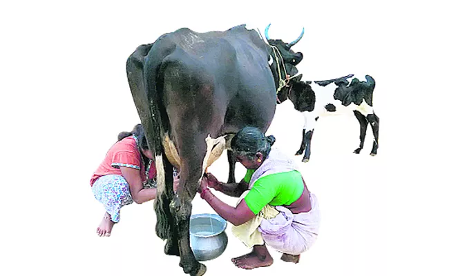 Dairy Farmers Loss With Contractors Fraud - Sakshi