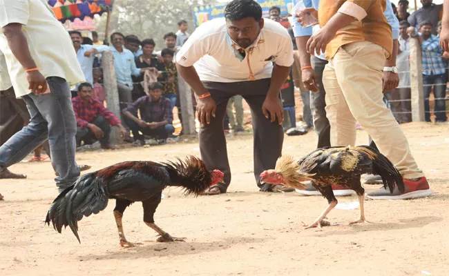 TDP Leaders participate Hen Fights in West Godavari - Sakshi