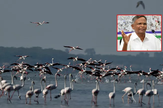 YSRCP Leader Varaprasad Critics Flamingo Festival Organisers - Sakshi