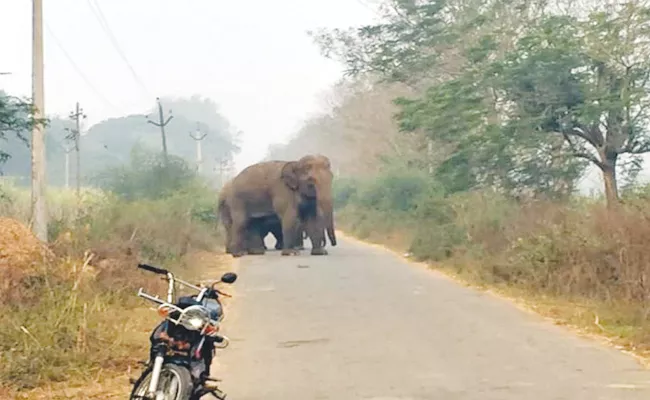 Elephants Attack on Villages Vizianagaram - Sakshi