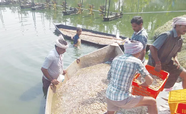 Shrimp Crops Loss in West Godavari - Sakshi