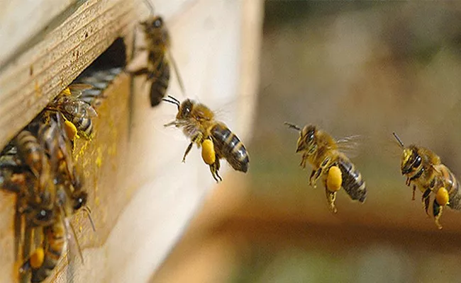 Honey Bees Production Suffers As Climate Change In Pakistan - Sakshi