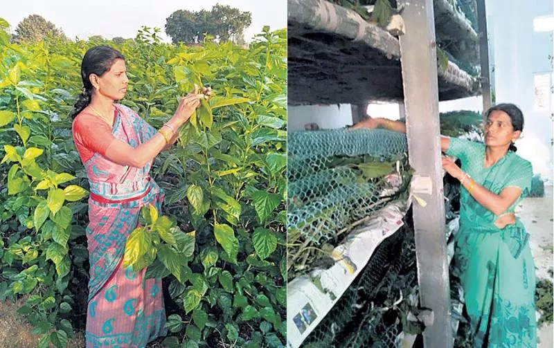 Women farmers in mulberry cultivation - Sakshi