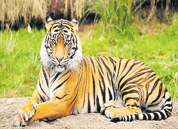 Tiger Protection Force to protect tigers - Sakshi