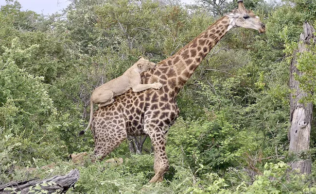 Giraffe Survive Four Hour attack By Hunger Lions In South Africa - Sakshi