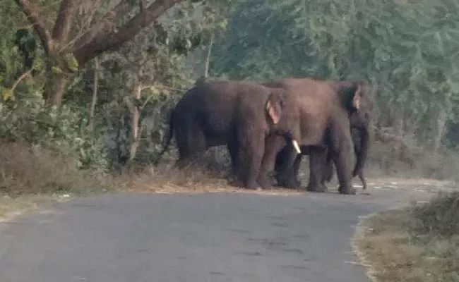 Elephants Attacks on Bithrapadu Village Vizianagaram - Sakshi