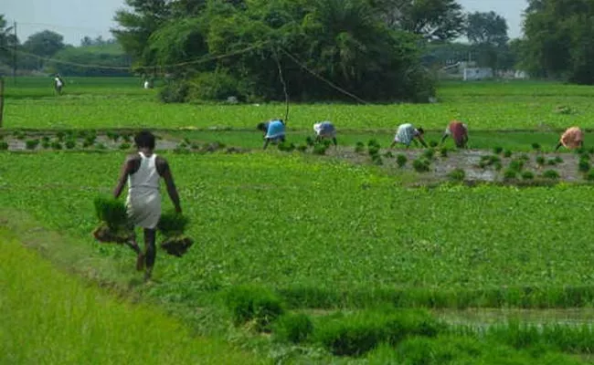 Kharif  Crops Loans Bank Officers Negligence Mahabubnagar - Sakshi