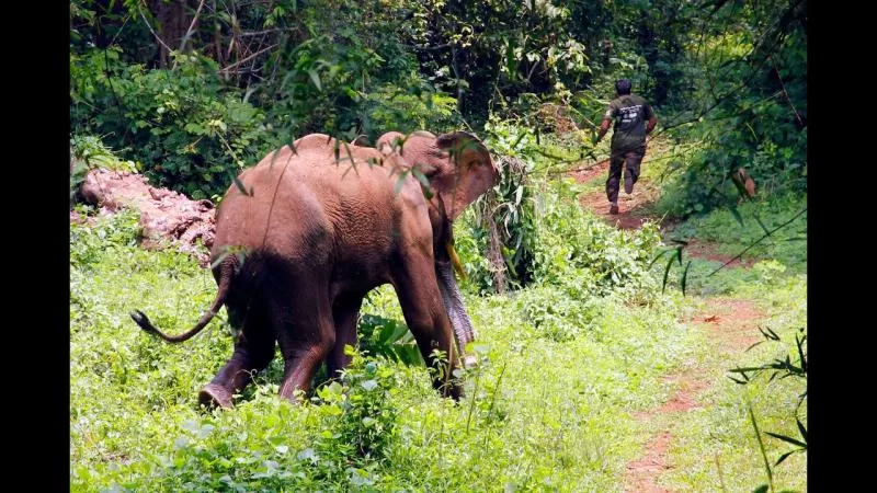 Wild Elephants Attack In Coimbatore Puchchiyuru HiTech City - Sakshi