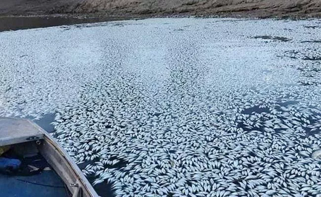 Hundreds Of Thousands Of Fish Dead in Darling River In Australia - Sakshi