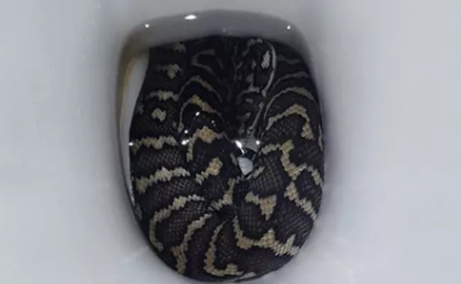 Woman In Australia Bitten By Python Hidden In Toilet Basin - Sakshi