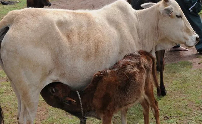 Farmer Family In Madhya Pradesh Ostracised Killing Cow - Sakshi