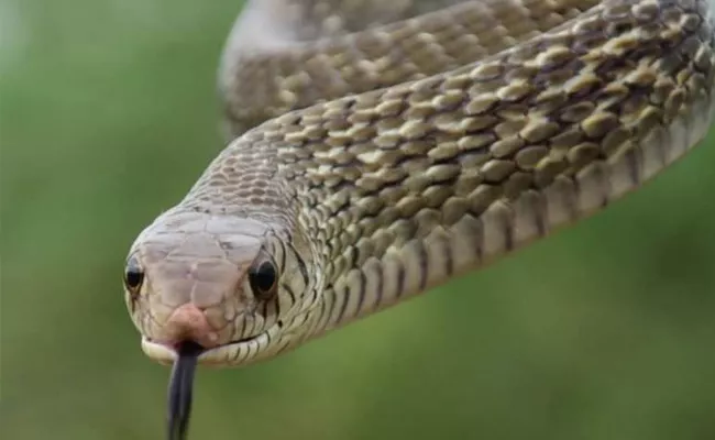 Snake Bite To Woman Constable In Peddapalli - Sakshi