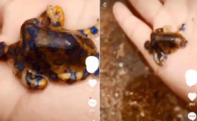 Tourist Handling Venomous Blue Ringed Octopus - Sakshi