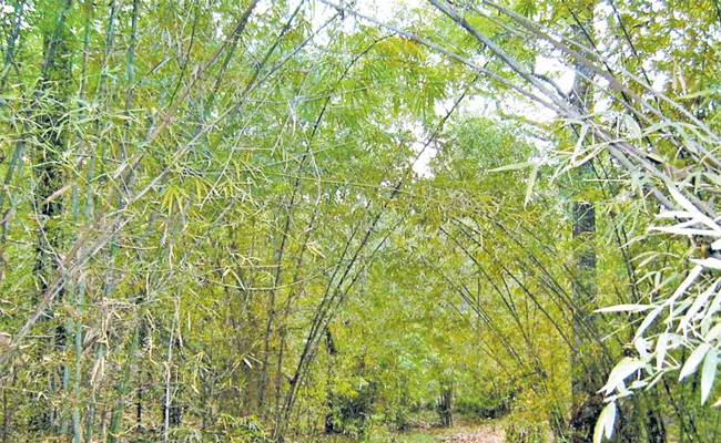 Ban on bamboo beheading in Nallamala forest area - Sakshi