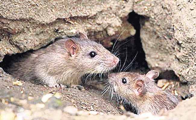 Ap govt expenses 8.4 crores for rats - Sakshi