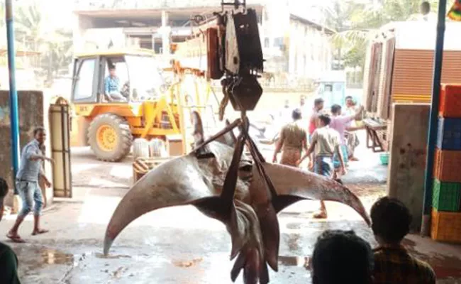 Huge Fish Caught In Ratnagiri In Maharastra - Sakshi