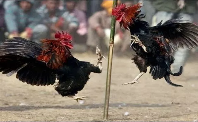 West Godavari Police Angry on Hen Fights - Sakshi