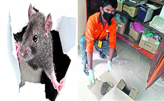 Funds Wastage on Rats Hunting in Kurnool Hospital - Sakshi