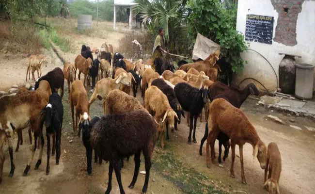 Second Phase Sheep Distribution Sholay Warangal - Sakshi