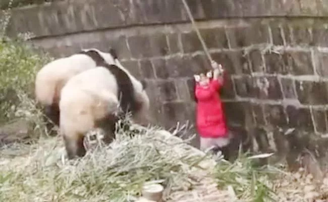 Girl Falls Into Panda Enclosure In China - Sakshi