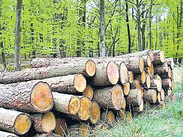 Forest and Police Departments to Prevent Timber Smuggling - Sakshi