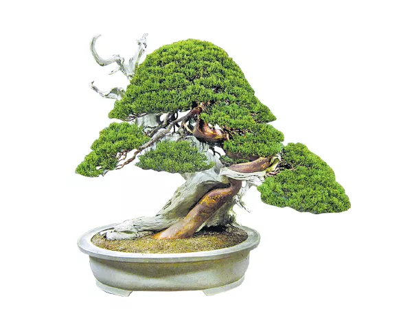 Four years old Rare Juniper Bonsai trees Robbery At Tokyo - Sakshi