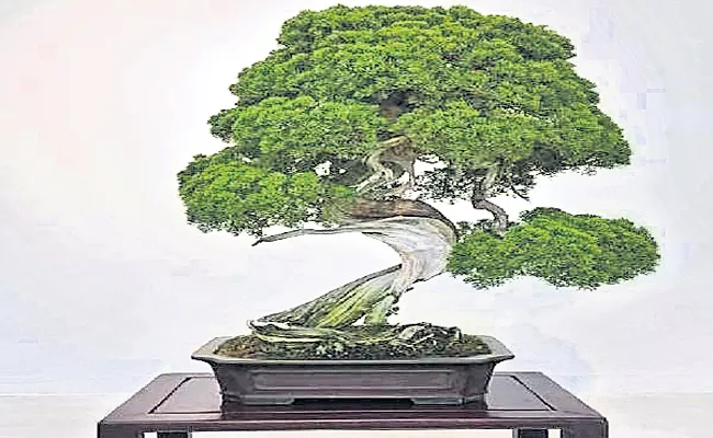 Four Hundred year Old Bonsai Tree Stolen In Japan - Sakshi