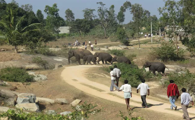 Elephant Attacks on Palamaneru Villages Crops - Sakshi