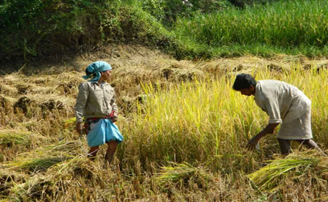 TDP Government Crop Damage Money Not Released West Godavari - Sakshi