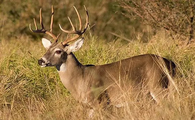 Deadly Zombie Deer Disease Could Eventually Spread to Humans Experts warn - Sakshi