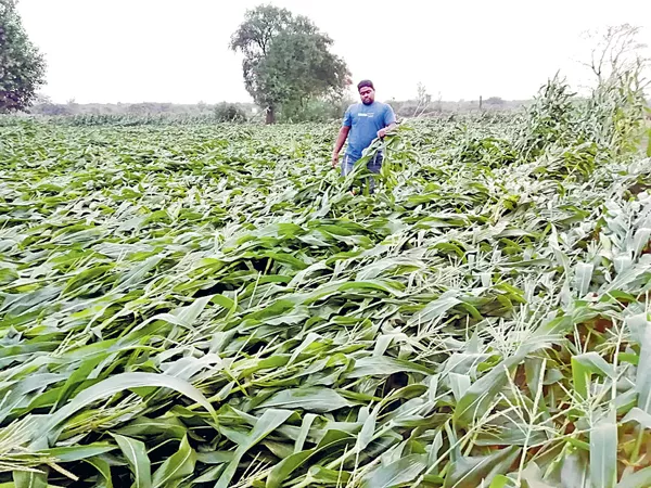 Stones rain effected the crops - Sakshi