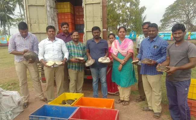 Turtles Smuggling in Vijayawada - Sakshi