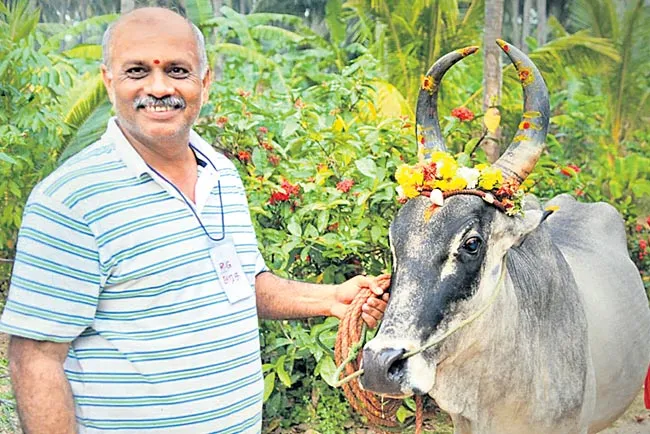 Coconut garden with white mosquito breeding - Sakshi