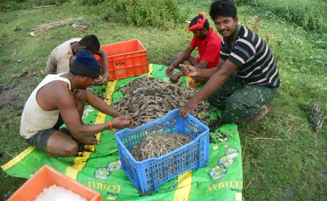 Farmers Loss With Shrimp Crops - Sakshi