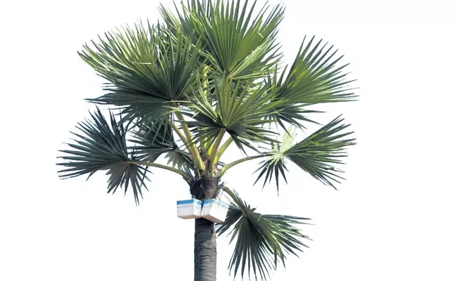 About 6 crore palm trees are not used in Telugu states - Sakshi