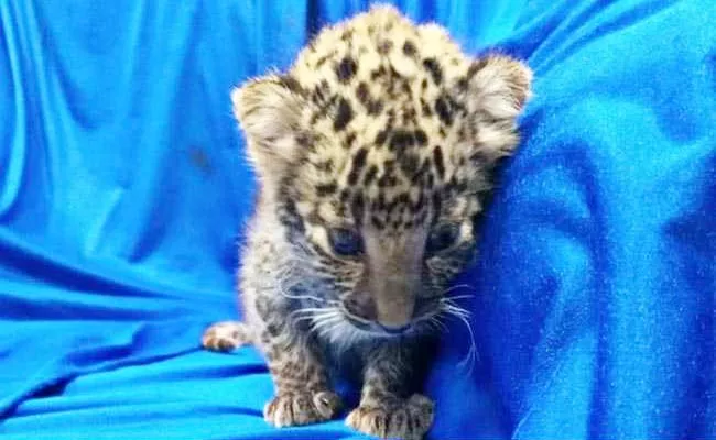 Chennai Airport Staff Feeds Leopard Cub Which Smuggled From Bangkok - Sakshi