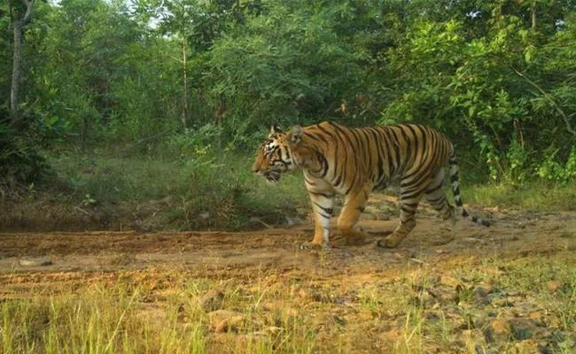 Tigers Died With Electric Wires Adilabad - Sakshi