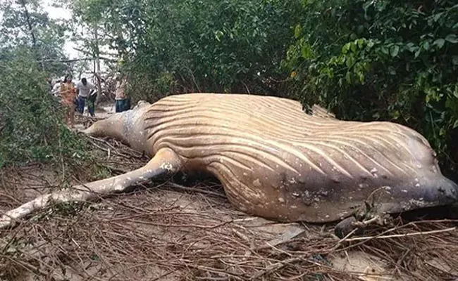 Dead Whale found In The Middle Of Amazon Jungle - Sakshi