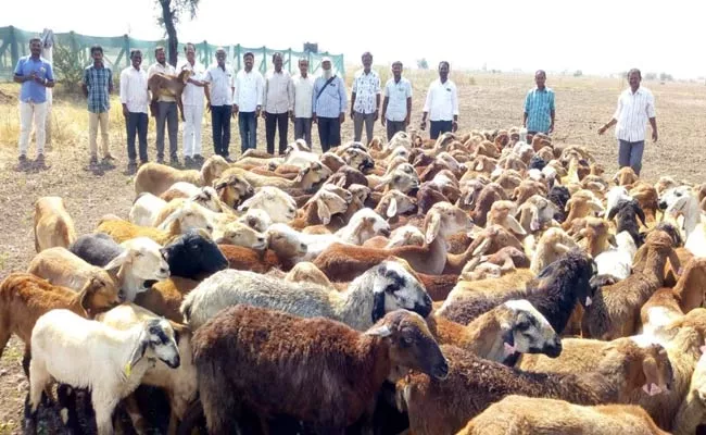 Sheep Distribution Scheme Misuse In Narayanpet - Sakshi