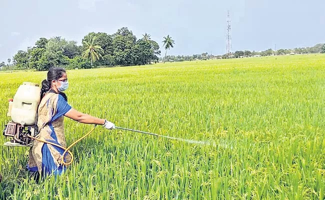 On the farm Crop lessons in school - Sakshi