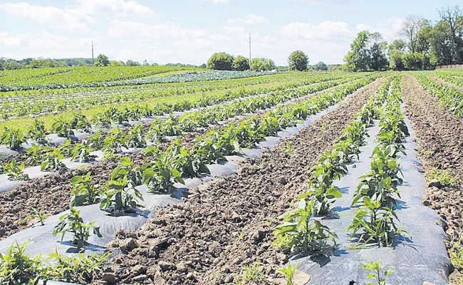 Special loans to organic crops - Sakshi