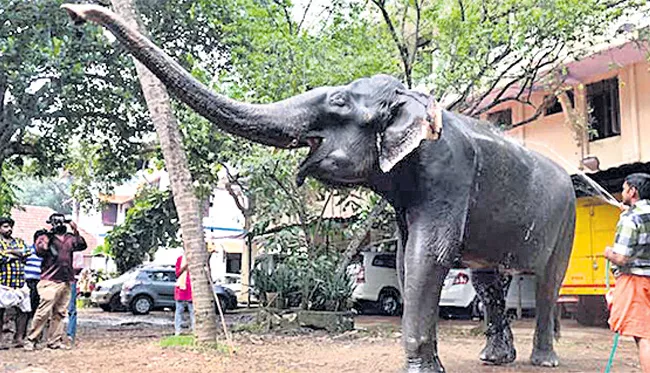 oldest elephant Dakshayani dies in Kerala - Sakshi