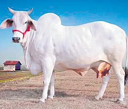 Cabinet okays setting up of cow commission - Sakshi