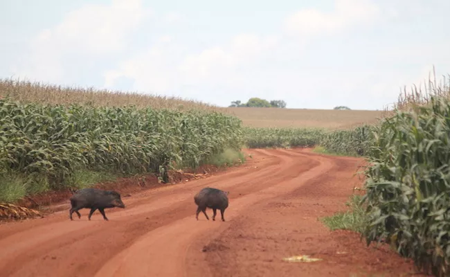 Pigs Attack On Croplands Warangal - Sakshi