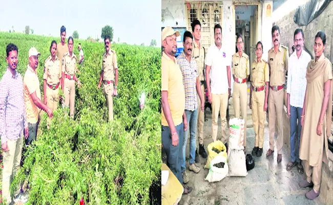 Ganja Crops In Warangal - Sakshi