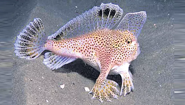 Rare species of fish With Hands In Tasmania  - Sakshi