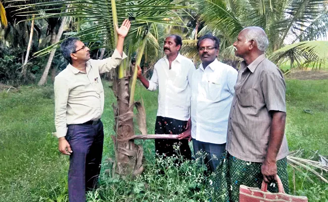 US Mosquito Destroying Crops In East Godavari District - Sakshi